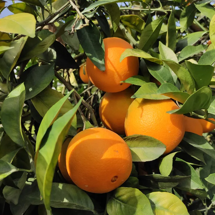 正宗赣南脐橙 江西橙子新鲜水果 赣州脐橙寻乌脐橙5斤10斤20斤装
