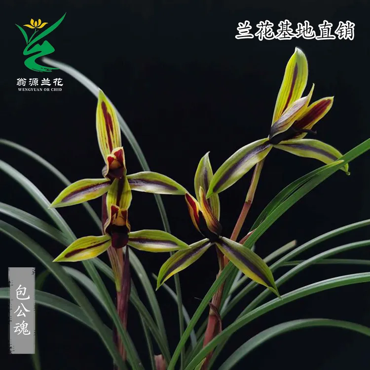 翁源高端正品春兰花王黑素花包公魂老种带好浓香好养室内盆栽绿植