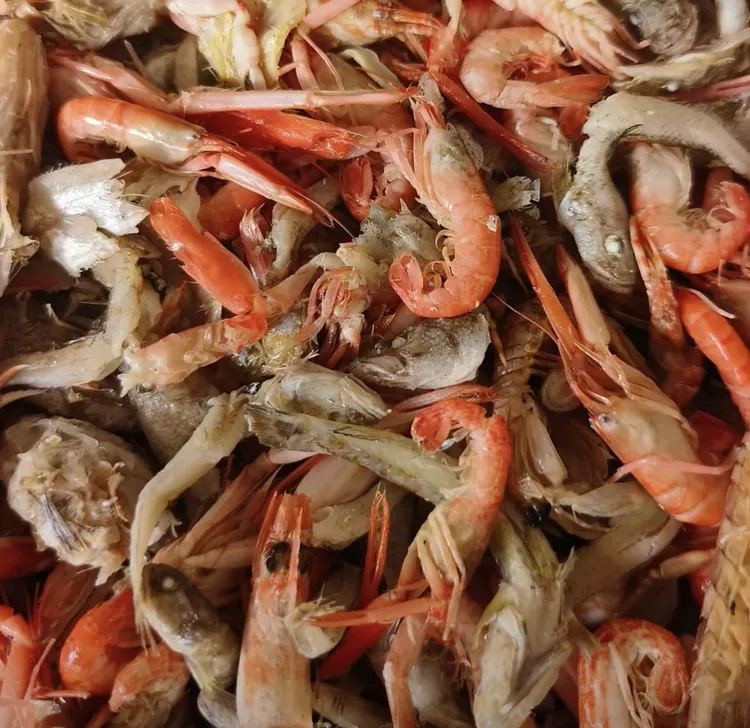 山东渤海湾鱼虾混合半干熟鱼二斤三斤