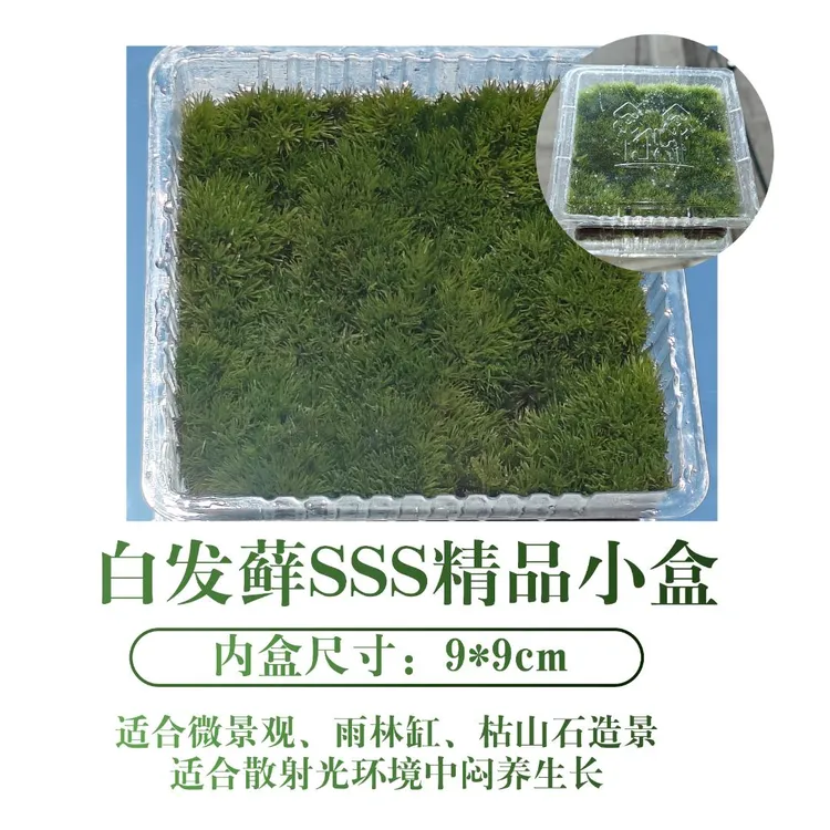 各类苔藓盒装(15*8cm)   微景观盆景铺面水陆缸雨林缸爬行缸