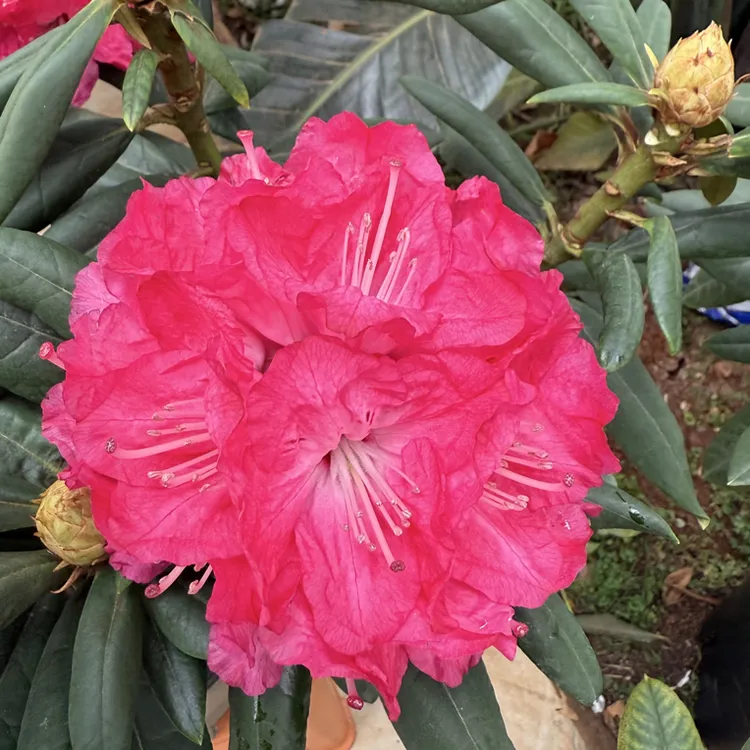 进口（阿特拉斯）高山杜鹃耐寒耐高温(量拍阮迪慧）