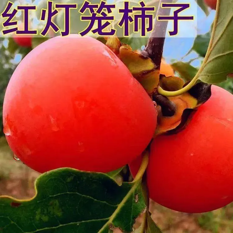 特大红灯笼柿子树苗嫁接果树苗盆栽地栽南北方种植庭院养护抗严寒