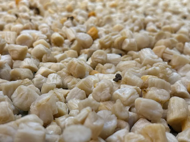 田横赶咀岛淡干大贝柱