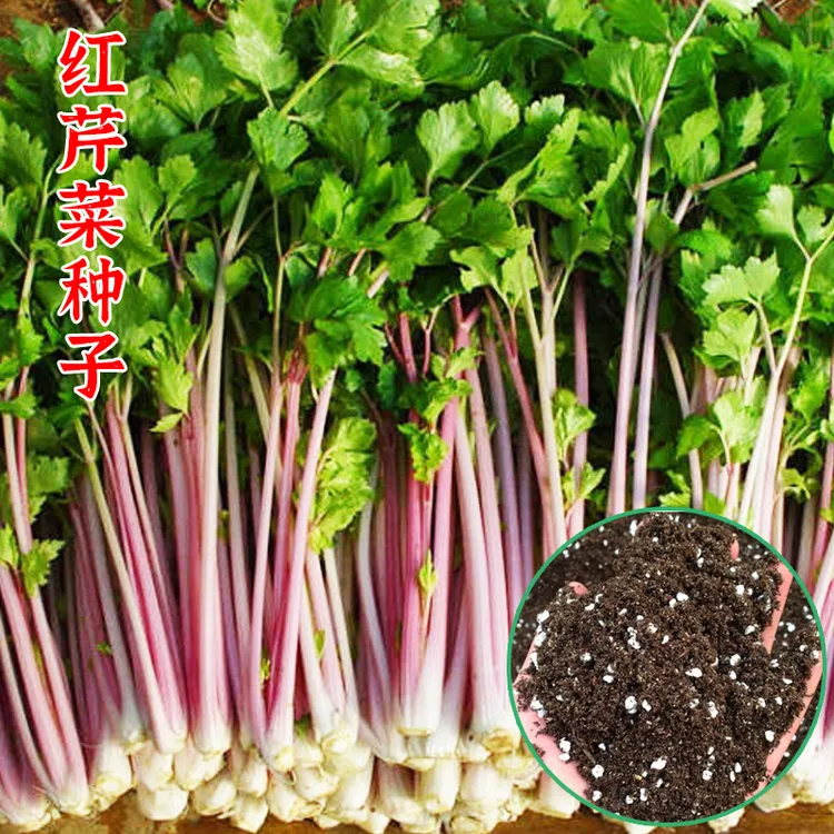 四季红芹芹菜种子家庭盆栽阳台蔬菜种籽鲍芹西芹种子抗倒纤维少
