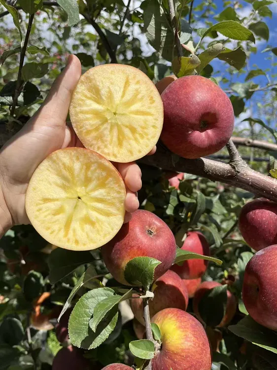 【冰糖心丑苹果】2025年云南高原冰糖心丑苹果脆甜多汁