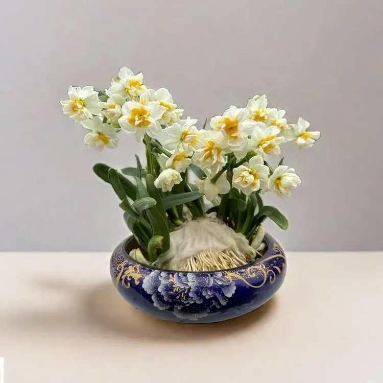 【复瓣】漳州水仙花雕刻花王造型养护好带花苞浓香型冬季花卉