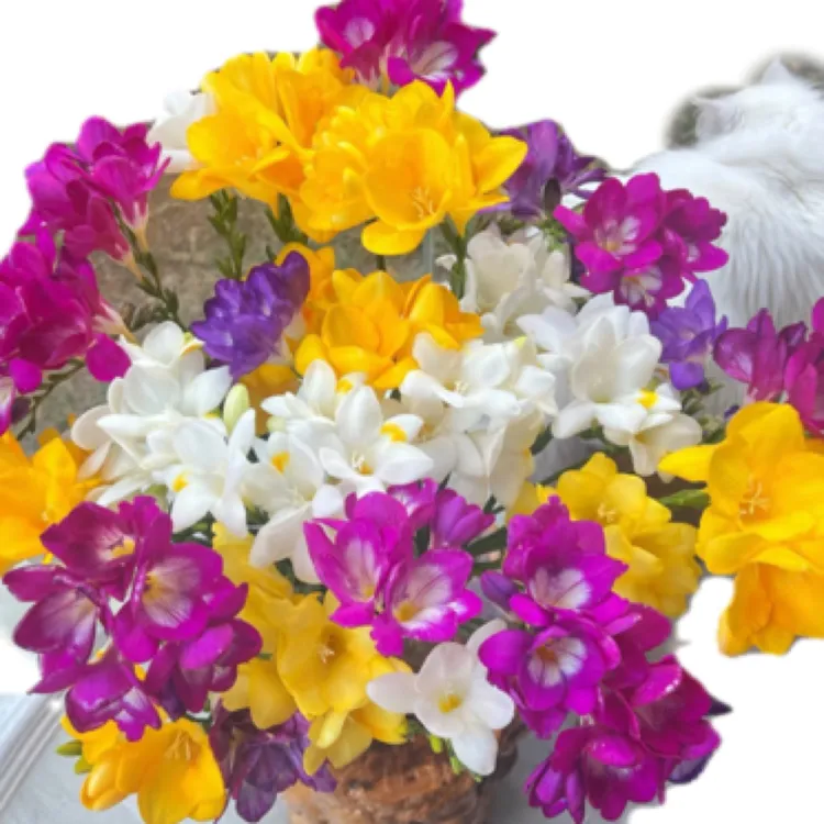 香雪兰球根类种球好养易货