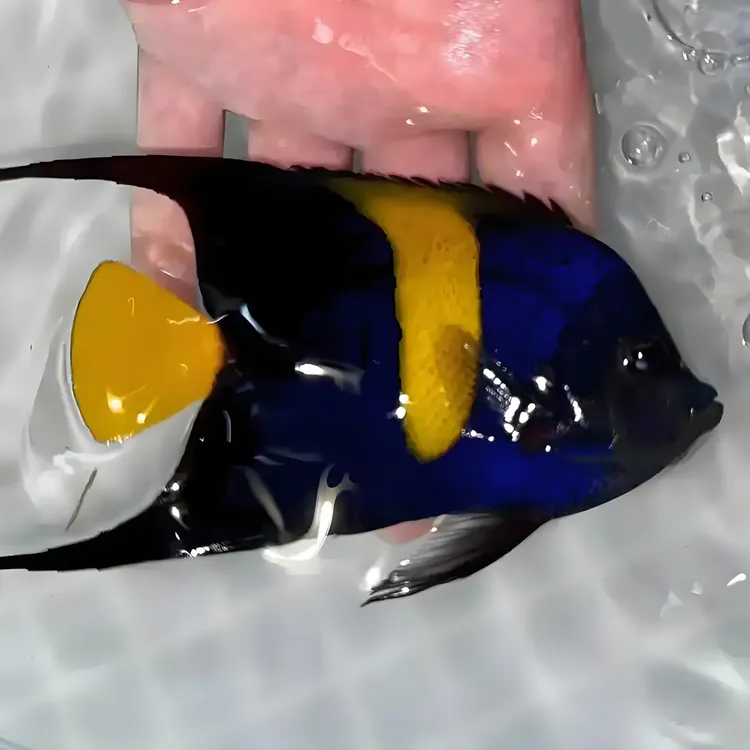 红海阿拉伯海水鱼拖尾检疫定水开口颗粒顺丰发货