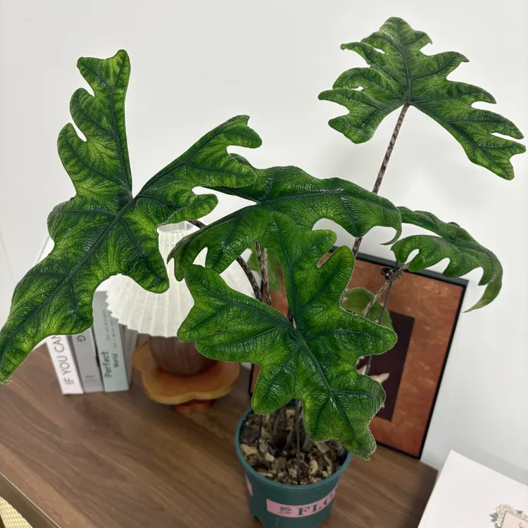 【杰克琳海芋】进口稀有氛围感热带雨林观叶绿植盆栽适合室内阳台