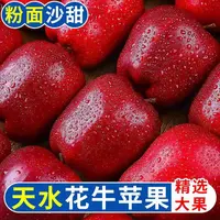 【花牛苹果】农家种植香味沙甜的花牛苹果水分大饱新鲜采摘