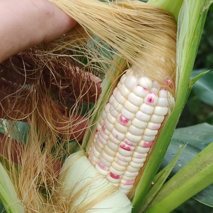 新鲜现摘带皮花糯玉米4斤装甜糯多汁低脂代餐苞谷