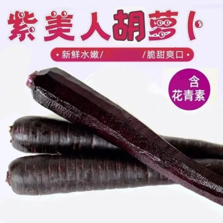 新鲜紫色水果胡萝卜含花青素可生吃做菜的特色蔬菜