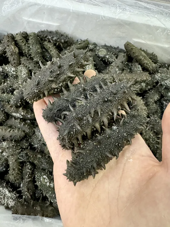 长岛顶火渤海湾深海刺参20-30头海参滋补佳品