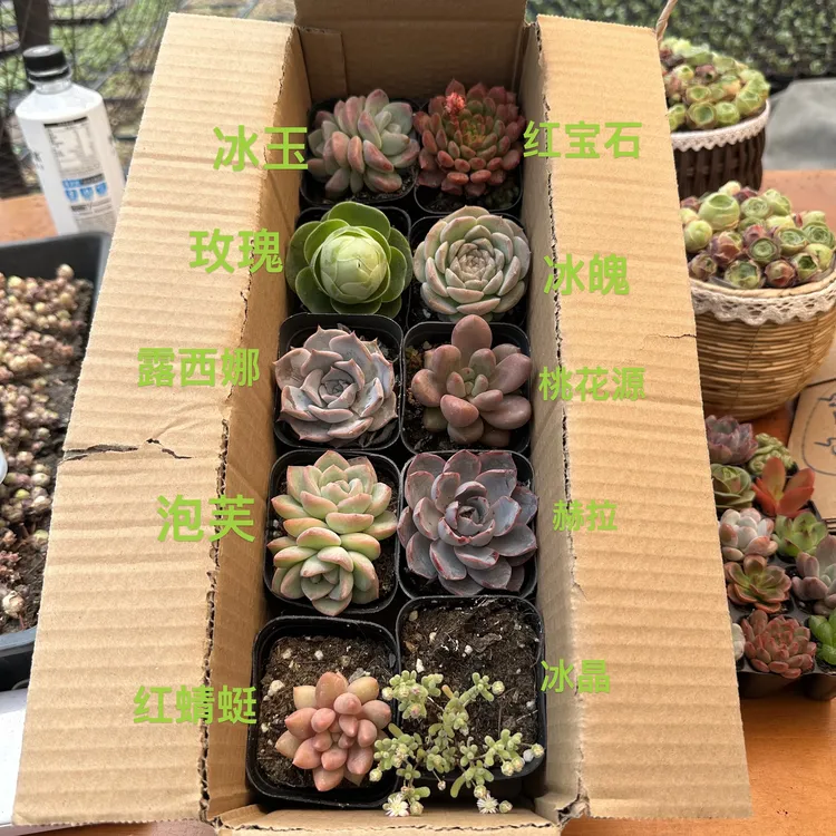 10盆10个品种6.5厘米盆多肉植物套餐组合新品花卉满满一整箱