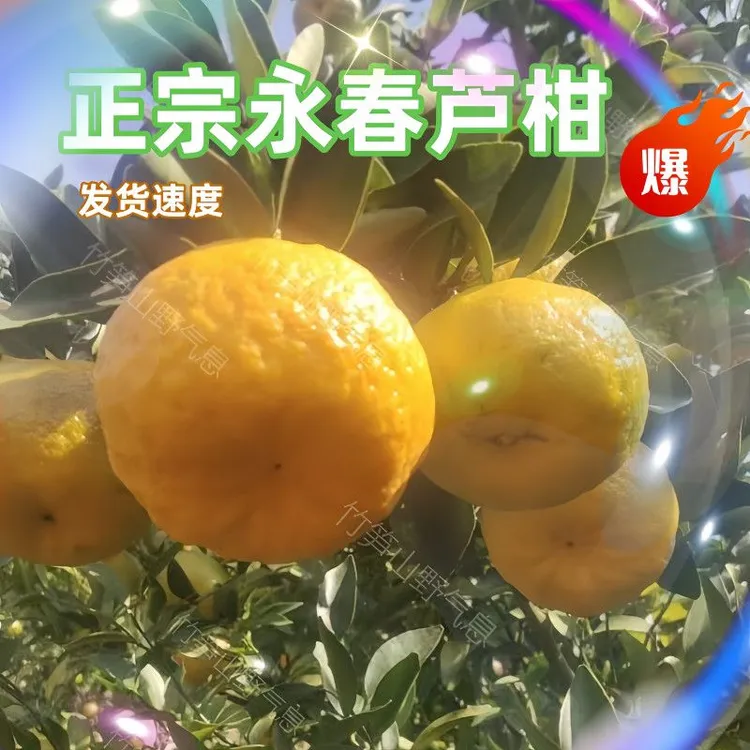 正宗福建永春芦柑新鲜橘子水果当季多汁蜜桔贡柑甜橘老树大果包邮