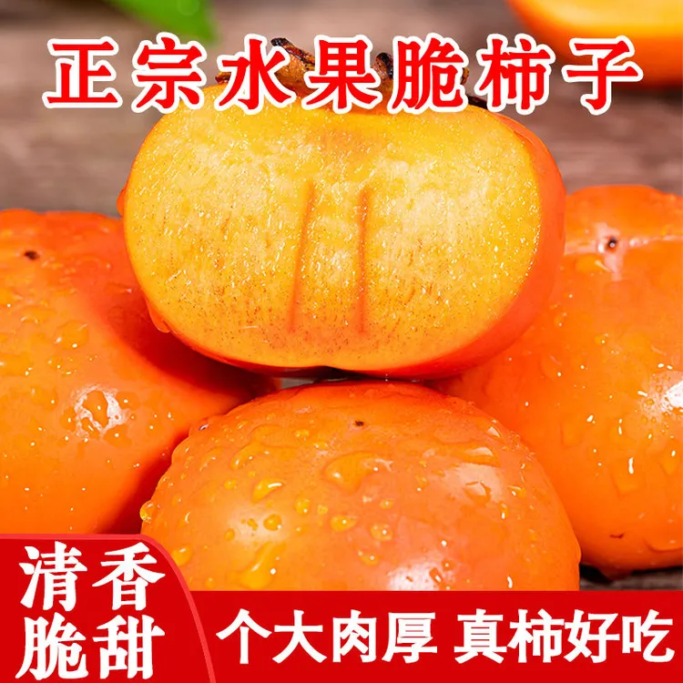 【巧克力脆柿】应季新鲜正宗阳丰脆柿子无核硬柿子脆甜柿子新鲜采摘