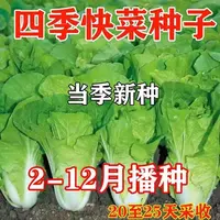 AA19天速生快菜种子四季奶油小白菜鲜嫩高产耐热耐寒抗病蔬菜种子