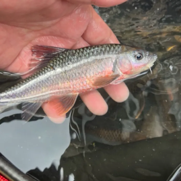 桂林龙胜河鱼溪石现杀斑新鲜发货