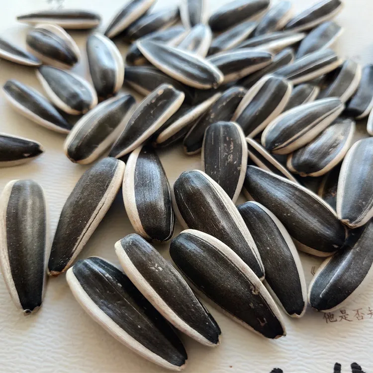 内蒙363生瓜子2025年新货新鲜葵花籽大颗粒原味葵瓜子薄皮大瓜籽