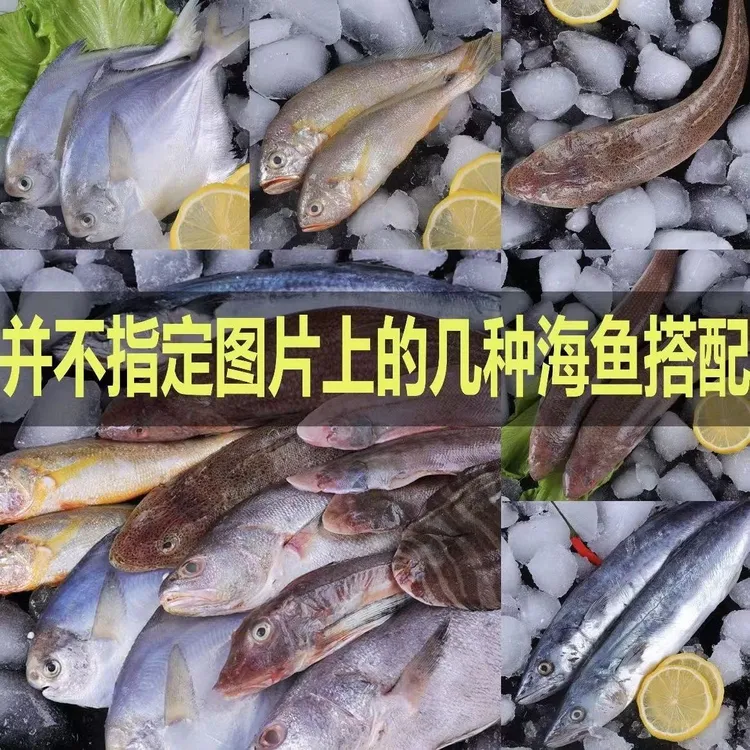 新鲜海捕海杂鱼速冻发货3~10斤巴浪鱼