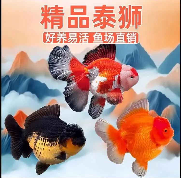 精品泰狮金鱼观赏鱼活鱼改价招财链接观赏水宠包邮鲜活淡水鱼