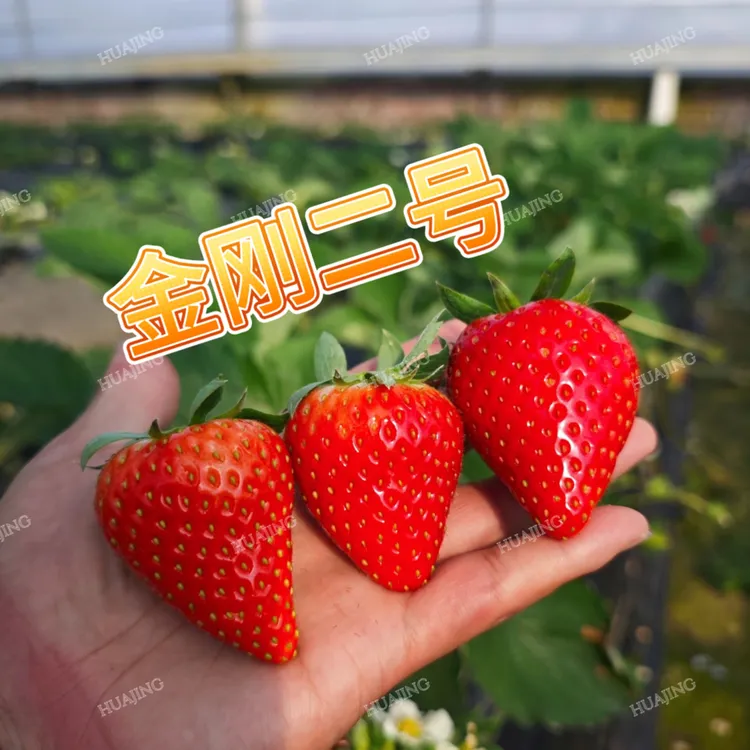 红草莓系列露天草莓苗 对版现挖发货 北方南方阳台盆栽地栽