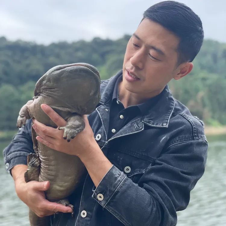 【宝藏大鲵】四川产地直发鲜活品质娃娃鱼3-6斤顺丰包邮