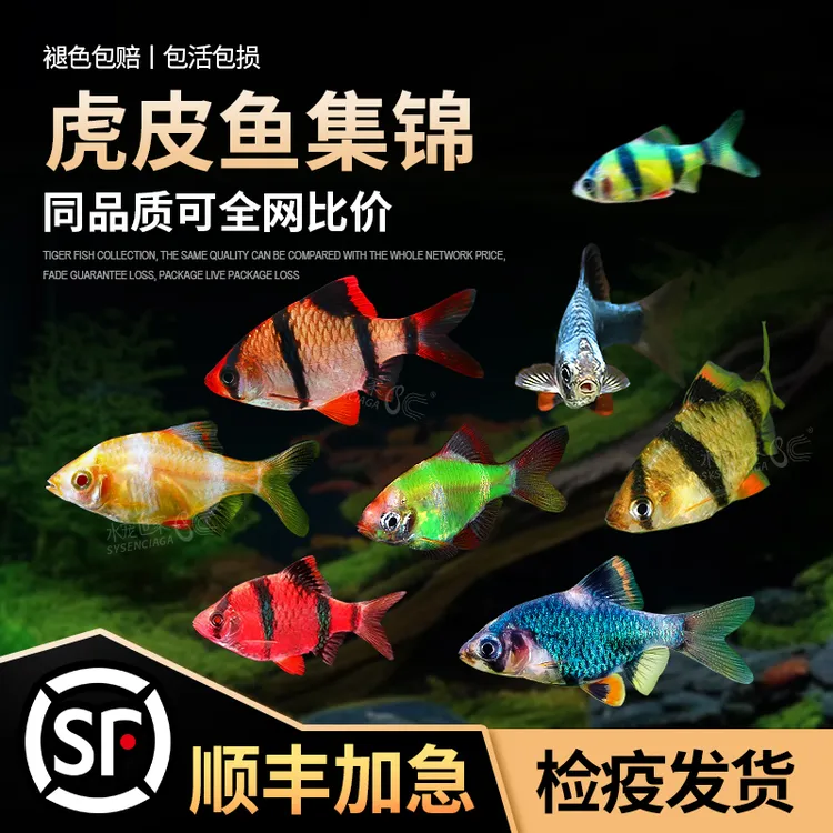 直播虎皮鱼四间绿虎皮活体观赏鱼热带混养小型鱼新手好养淡水鱼