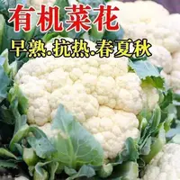 AA松花菜菜花种子散花青梗白色有机花椰菜耐寒耐热耐湿花菜种子