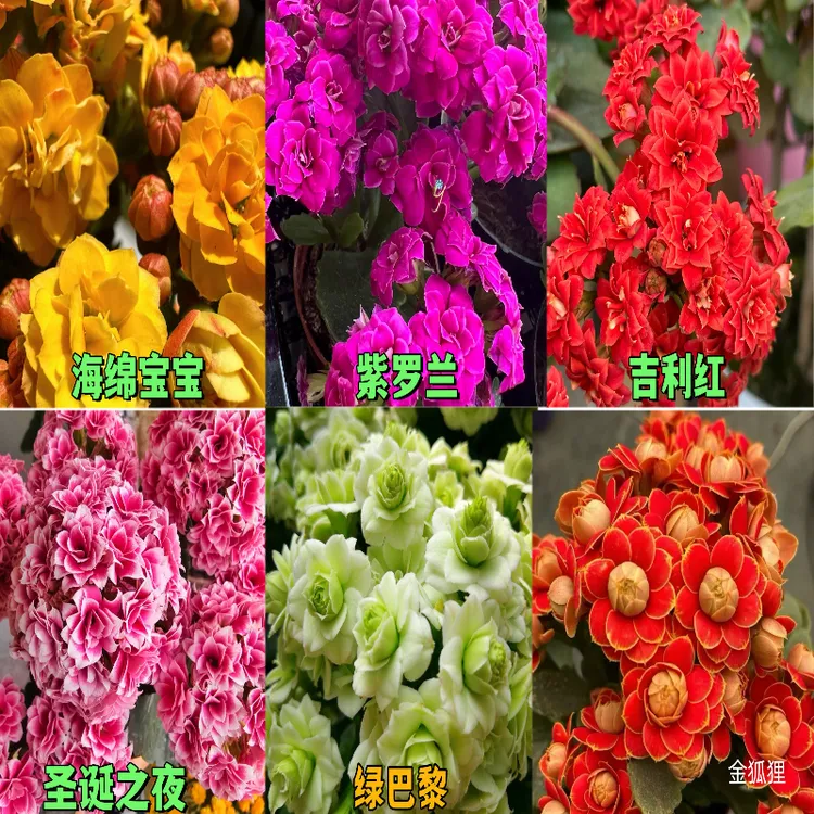 长寿小苗重瓣大花基地绿植易成活好养盆栽洛桑一代苗金狐狸花卉