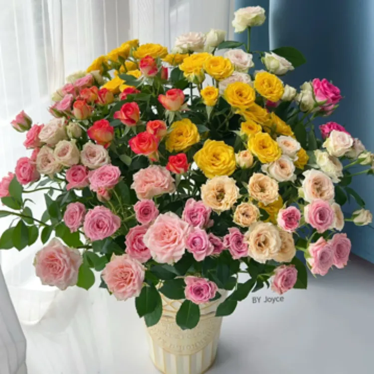 【多头泡泡玫瑰】拉萨乌市等地空运包邮/折射芭比爱丽丝巧克力