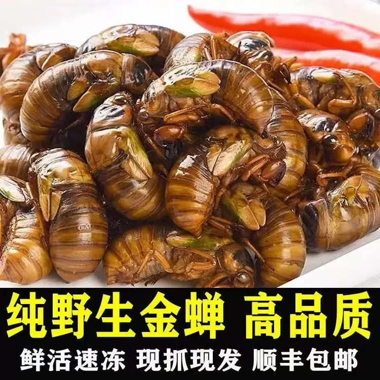 【顺丰包邮】2025山东当季现抓新鲜金蝉爬叉知了猴1