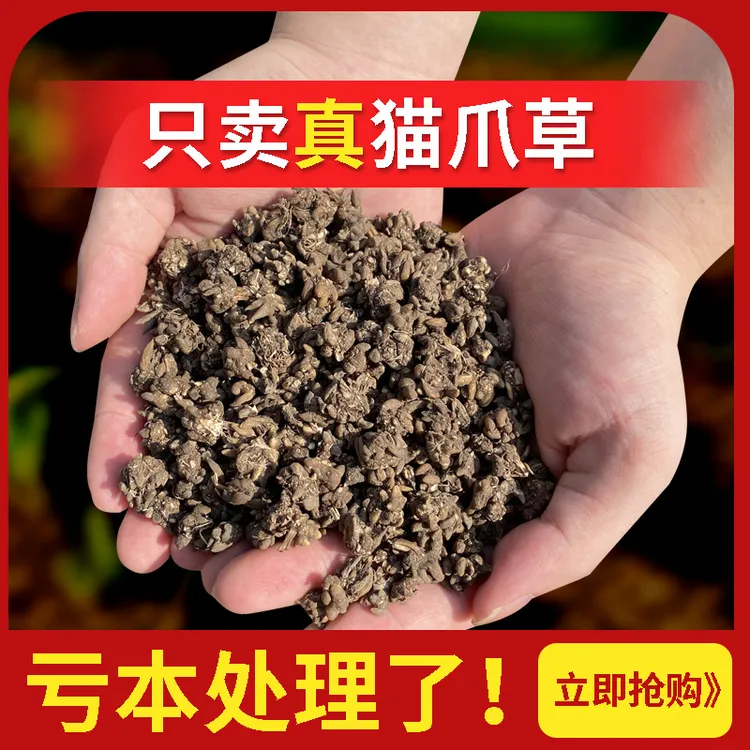 精选天然猫爪草新货无硫尖爪分明靓货可与夏枯草百枸杞