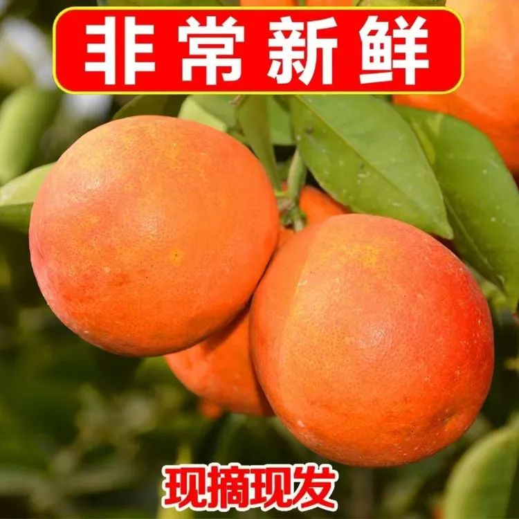 长寿湖血橙4.5斤尝鲜装 当季新鲜 爆汁酸甜口粮橙子果园直供顺丰