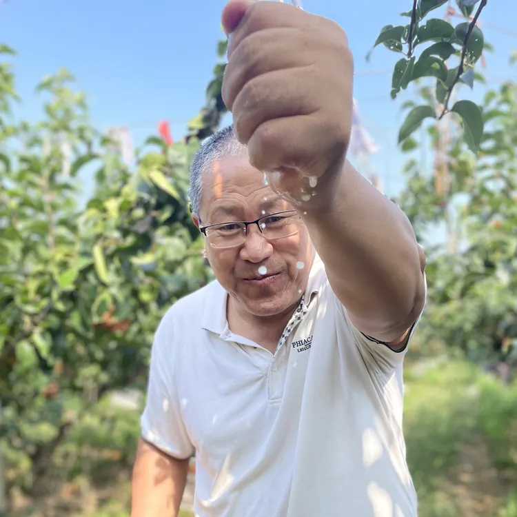 山东莱阳秋月梨之乡（产地直发顺丰包邮）李书记强推！！！自产自销！！！