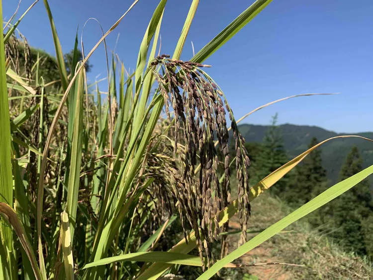 农家自种紫糯米软糯香甜原生态新米