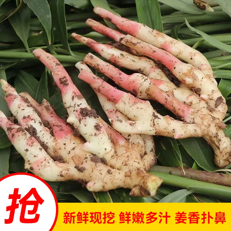 【泡姜专用】山东红芽嫩姜新鲜现挖现发农家大仔姜牙当季子姜生姜芽商品图