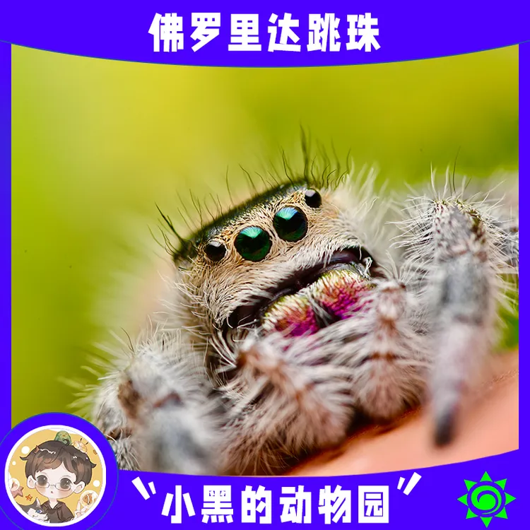 【佛罗里达跳蛛活体】迷你蜘蛛桌面懒人宠物好养卢卡斯寝室懒人礼物