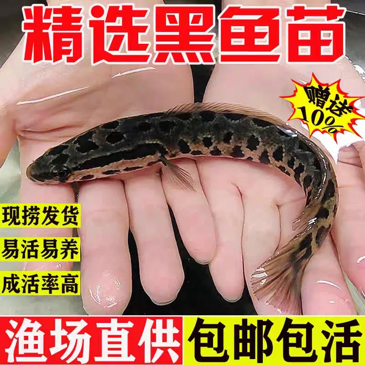 黑鱼苗杂交黑鱼纯种乌鱼苗财鱼苗蛇头鱼苗乌鳢鱼苗鱼塘养殖淡水鱼
