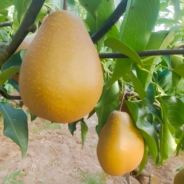 苍溪县特色雪梨、新鲜上市、现采现发5KG/件正宗