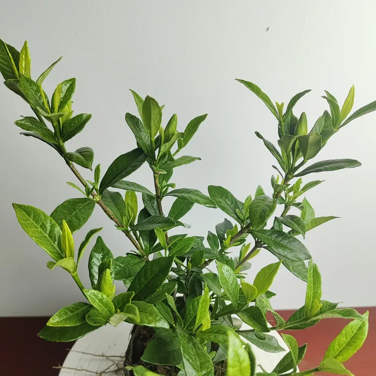 【亏本甩卖】小叶浓香型四季栀子花茉莉耐寒耐热花浓香型茉莉花