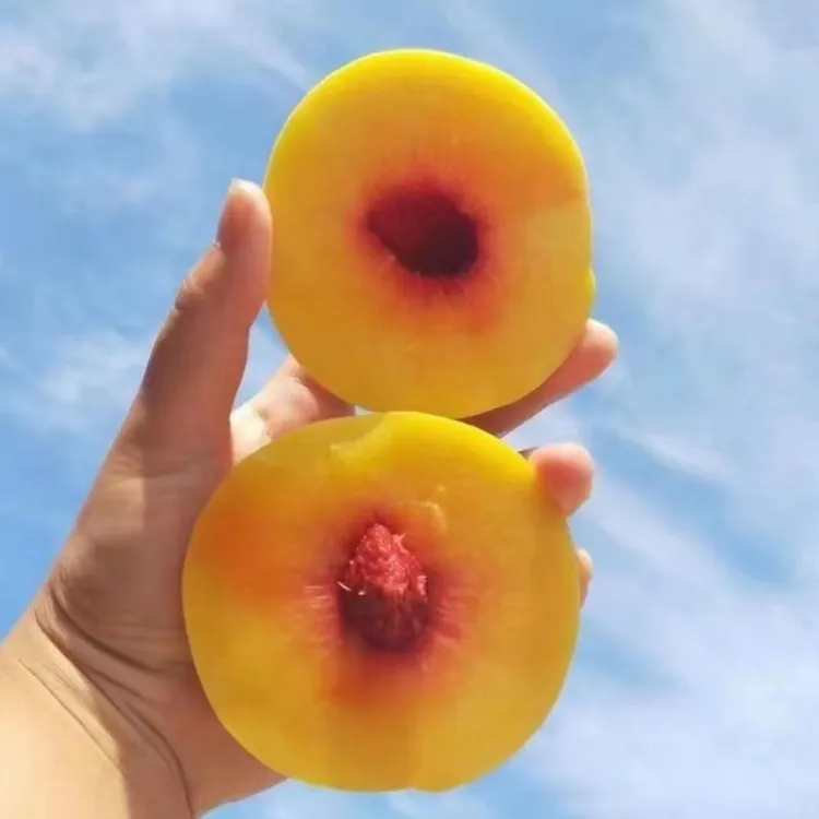 锦绣黄桃山东蒙阴黄金黄桃新鲜蜜桃当季水果