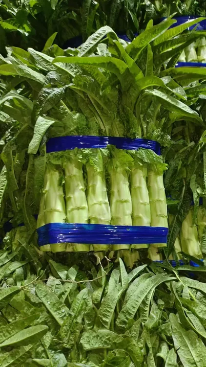 山东新鲜现摘当季紫叶香莴笋适合火锅的时令蔬菜