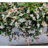 [花叶络石/12cm盆] 多年生爬藤庭院花园室外地栽四季常青叶植物