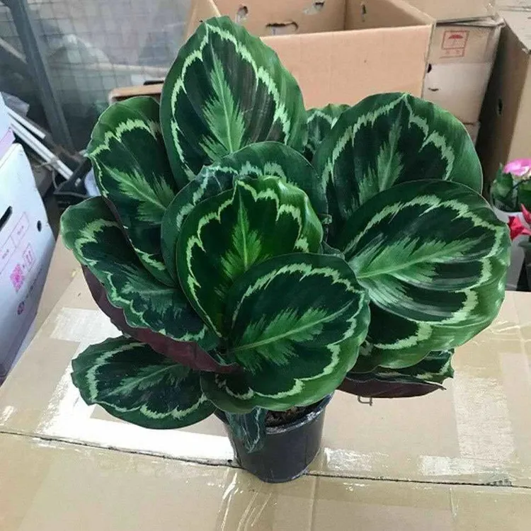 彩虹竹芋超大盆栽类观叶花卉室内客厅好养花苗绿植清仓四季常青