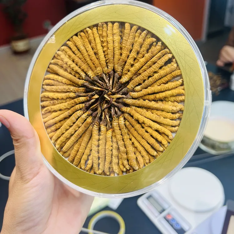 源草精品3根一克那曲高海拔头茬干草高海拔，非低海拔，非人工种植