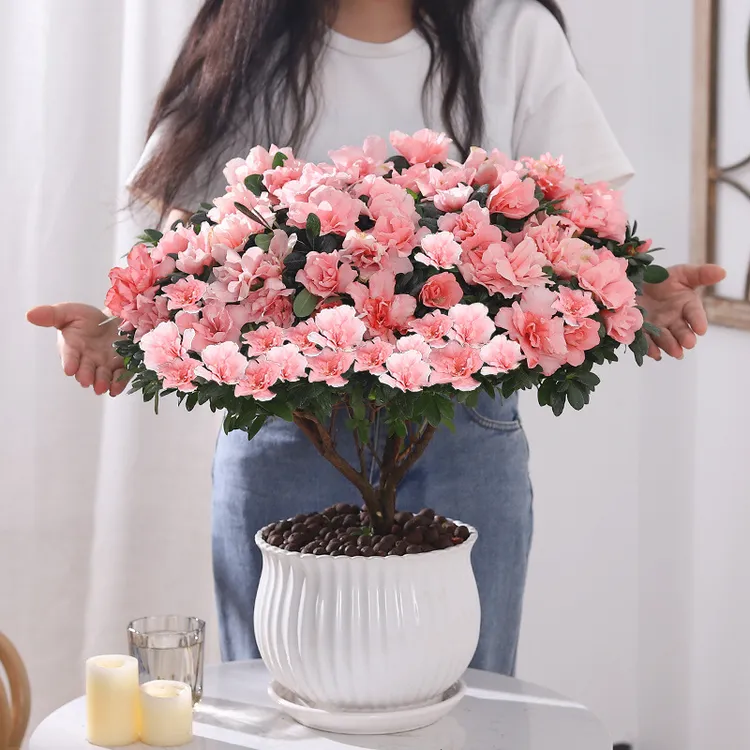 杜鹃花苗盆栽带花苞四季开花不断室内花卉绿植植物大棵好养活阳台