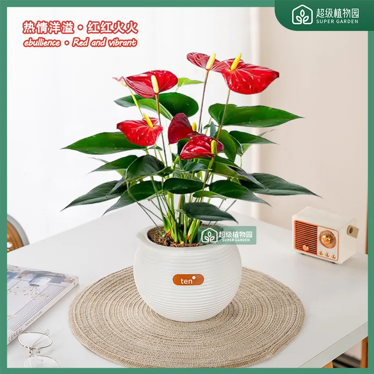 【带花发货】红掌土培盆栽室内绿植客厅好养易活办公室花卉四季绿植