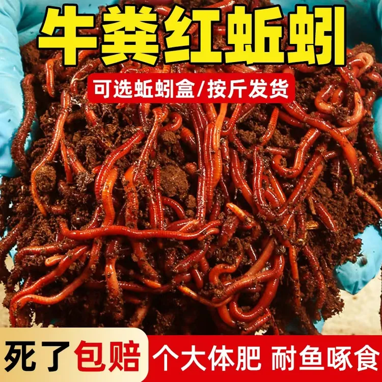 纯牛粪红蚯蚓活饵包邮鲜活适合野钓黑坑钓鲫鱼鲤鱼的垂钓鱼饵
