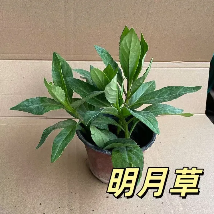明月草糖草种苗种苗正宗白雪皮菜白背菜苗白子菜神仙草长寿菜三高